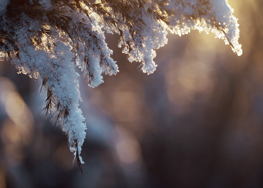 Beautiful photo of snow being lit by sun light on a tree by James Meloche